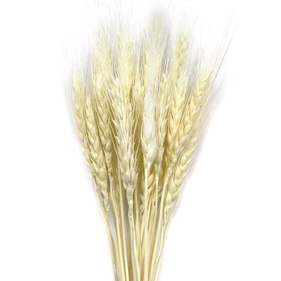 Пшениця вибілена (колос 4-6 см) dflow0069 фото