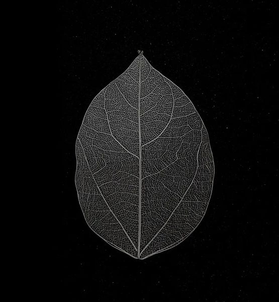 Листья скелетированные некрашеное 6-8 см (50 шт) НФ00000423 фото