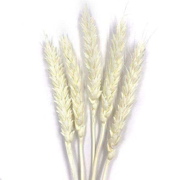 Пшеница белого цвета (пучок 8-10 шт) dflow0051 фото