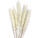 Пшениця білого кольору (пучок 8-10 шт) dflow0051 фото 2