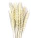 Пшеница белого цвета (пучок 8-10 шт) dflow0051 фото 1