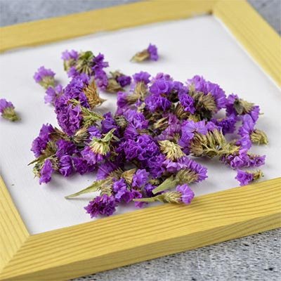 Кермек фиолетовый цветы (10 гр/уп) 103-941 фото
