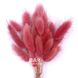 Лагурус рожевого кольору (пучок 18-20 шт) 100-808/8 фото 1