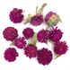 Гомфрена яскраво-бузкова квіти 1-1.5 см (28-30 шт) 104-028 фото 2