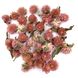 Гомфрена рожево-персикова квіти 1-1.5 см (28-30 шт) 103-578 фото 1
