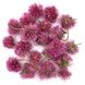 Гомфрена Fierworks рожева квіти 2-2.5 см (14-15 шт) 100-292 фото 1