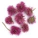 Гомфрена Fierworks рожева квіти 2-2.5 см (14-15 шт) 100-292 фото 2