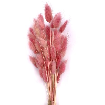 Лагурус рожевого кольору (пучок 48-50 шт) dflow0054 фото