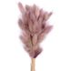 Лагурус колір рожева пудра пучок (48-50 шт) dflow0023 фото 1