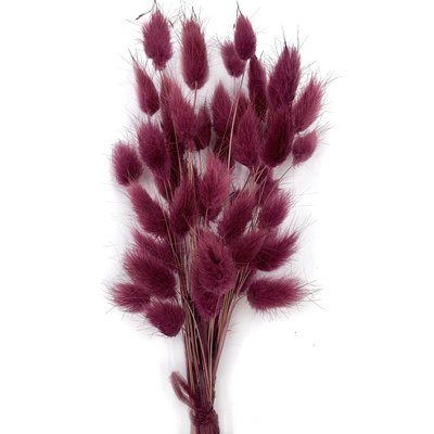 Лагурус бордового цвета (пучок 48-50 шт) dflow0055 фото