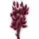 Лагурус бордового цвета (пучок 48-50 шт) dflow0055 фото 1