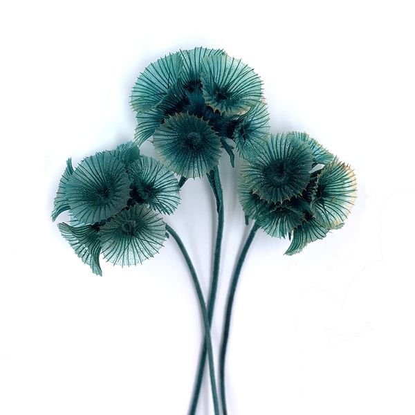 Скабіоза смарагдового кольору пучок (13-15 шт) dflow0017 фото