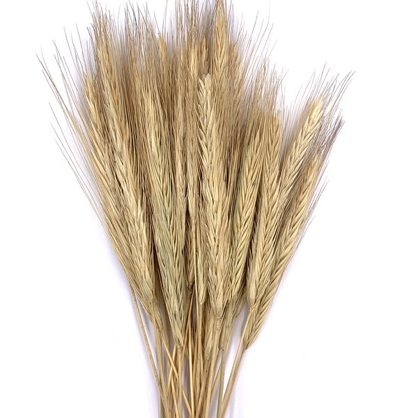 Жито натуральне пучок (23-25 шт) dflow0026 фото