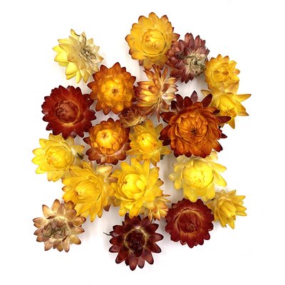 Гелихризиум цветы желто-оранжевого цвета (20 шт) 100-032 фото