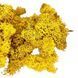 Мох исландский стабилизированный желтый (20 г/уп) dflow0098 фото 2