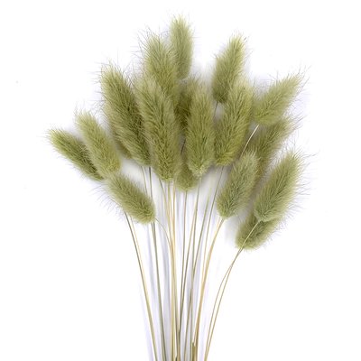 Лагурус оливкового цвета пучок (18-20 шт) 100-808 фото