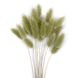 Лагурус оливкового кольору пучок (18-20 шт) 100-808 фото 1