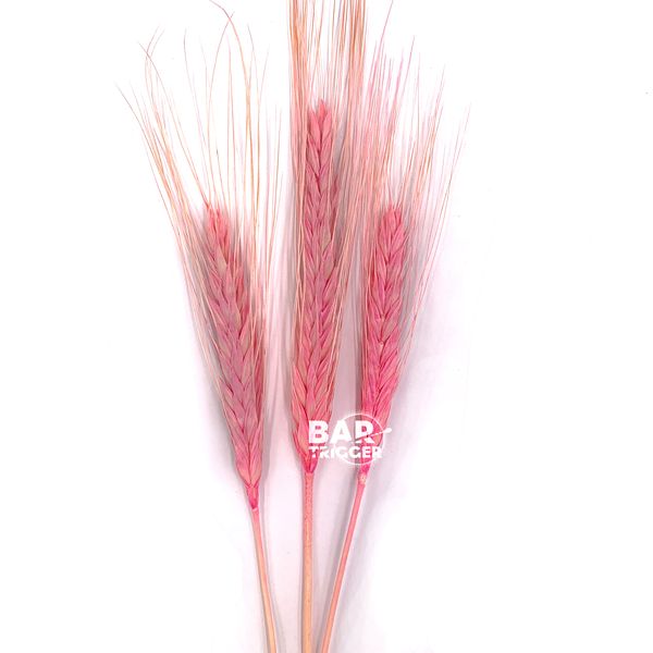 Пшениця натуральна світло-рожева (пучок 10 шт) 102-486 фото