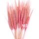 Пшениця натуральна світло-рожева (пучок 10 шт) 102-486 фото 1