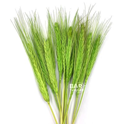 Пшеница натуральная салатовая (пучок 10 шт) 103-776 фото