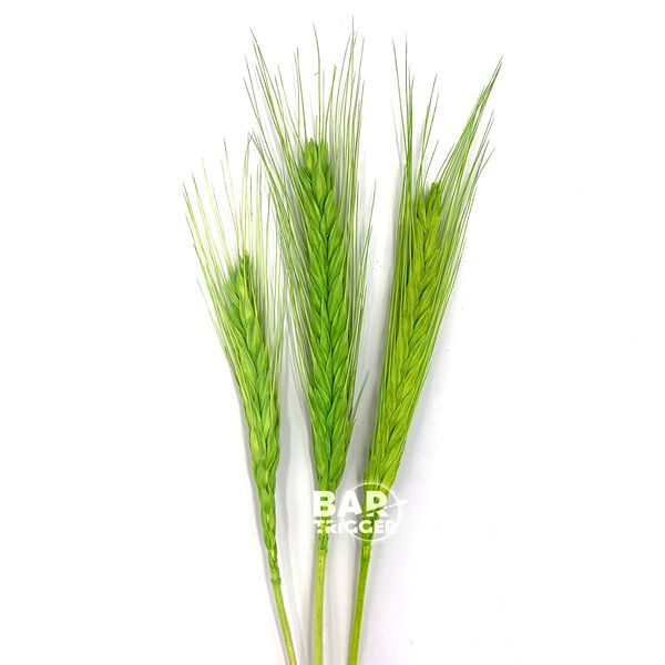 Пшениця натуральна салатова пучок (10 шт) 103-776 фото