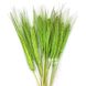 Пшеница натуральная салатовая (пучок 10 шт) 103-776 фото 1