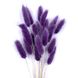 Лагурус темно-фиолетового цвета (18-20 шт) 100-808/11 фото 1