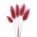 Лагурус вишневого цвета (18-20 шт) 100-808/13 фото 2