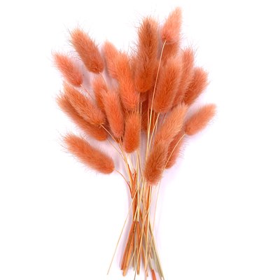 Лагурус абрикосового цвета (18-20 шт) 100-808/5 фото