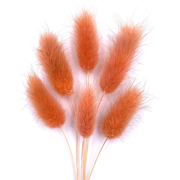 Лагурус абрикосового кольору (18-20 шт) 100-808/5 фото