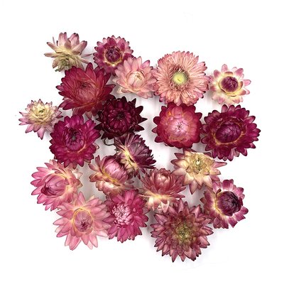 Геліхризум квіти бузково-рожевого кольору (20 шт) 100-032/1 фото