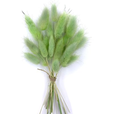 Лагурус салатового цвета (18-20 шт) 100-808/7 фото