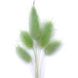 Лагурус салатового кольору (18-20 шт) 100-808/7 фото 2
