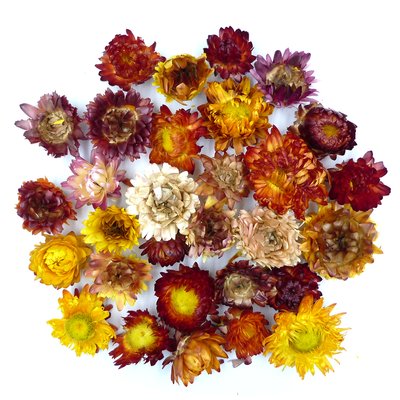 Геліхризіум квіти мікс (20гр/уп) dflow0083 фото