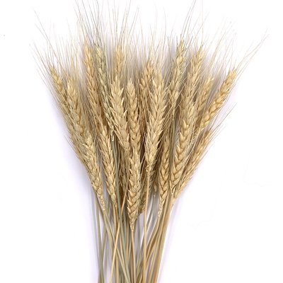 Пшениця натуральна (пучок 20 шт) 101-656 фото