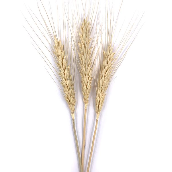 Пшениця натуральна (пучок 20 шт) 101-656 фото