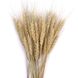 Пшениця натуральна (пучок 20 шт) 101-656 фото 1