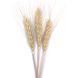 Пшениця натуральна (пучок 20 шт) 101-656 фото 2