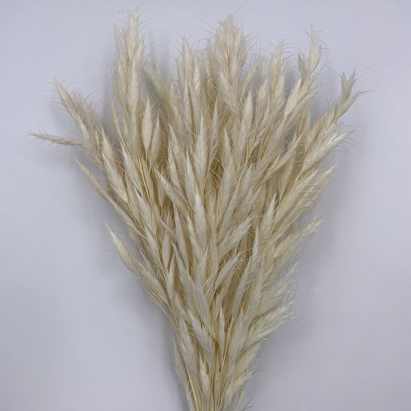 Бромус сухоцвет натуральный отбеленный (13-15 шт) 100-065 фото