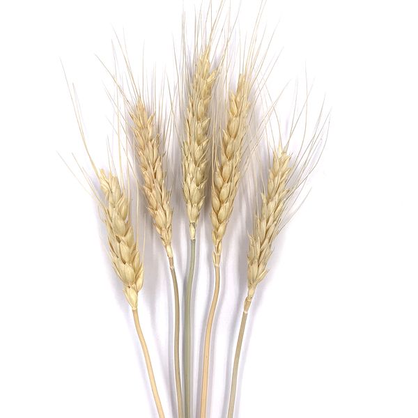 Пшеница натуральная (колос 4-6 см) dflow0070 фото