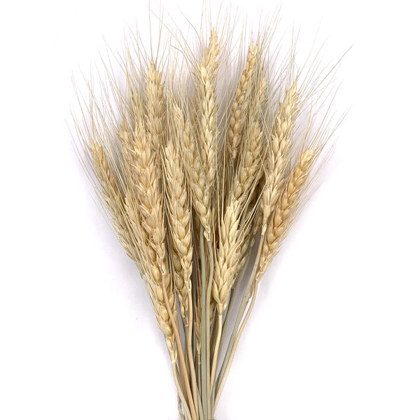 Пшениця натуральна (колос 4-6 см) dflow0070 фото