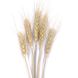 Пшеница натуральная (колос 4-6 см) dflow0070 фото 2