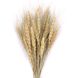 Пшеница натуральная (колос 4-6 см) dflow0070 фото 1