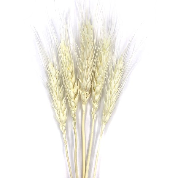 Пшеница отбеленная (колос 4-6 см) dflow0069 фото
