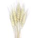 Пшеница отбеленная (колос 4-6 см) dflow0069 фото 2