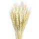 Пшеница отбеленная (колос 4-6 см) dflow0069 фото 1
