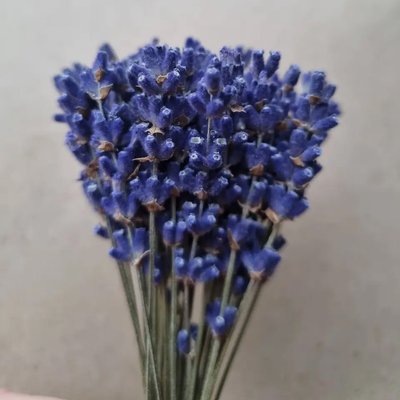 Лаванда синяя (пучок 48-50 шт) dflow0004 фото