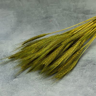 Пшениця натуральная оливкового цвета (пучок 8-10 шт) 102-113 фото