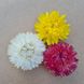 Геліхризум квіти (20 гр/уп) dflow0033 фото 1