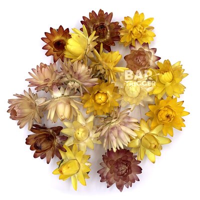 Гелихризум цветы микс (20-25 шт) 100-675 фото